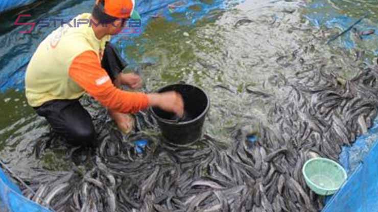 Usaha Budidaya Ikan Lele di Kampung Modal 5 Juta