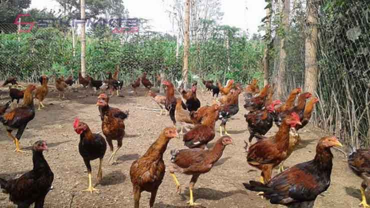 Bisnis Peternakan Ayam Kampung