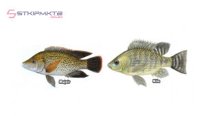 Perbedaan Ikan Nila dan Mujair
