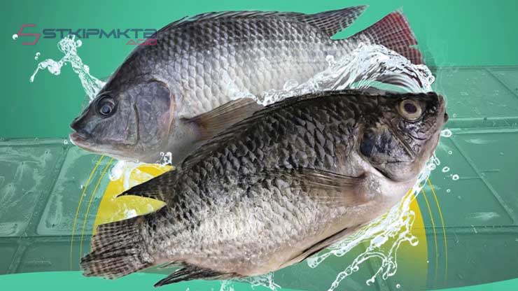 Perbedaan Ikan Nila dan Mujair Warna Tubuh dan Pola
