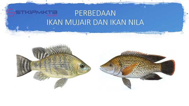 Perbedaan Ikan Nila dan Mujair