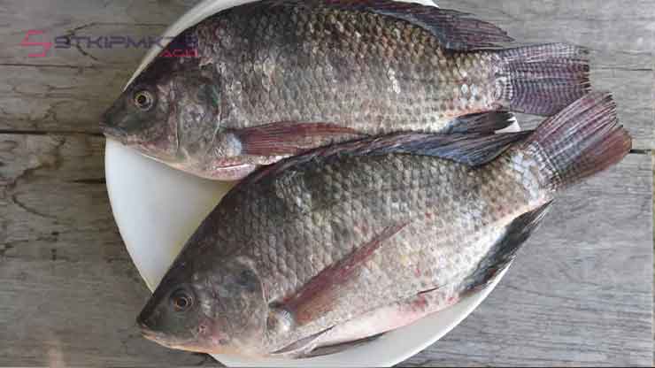 Perbedaan Kandungan Nutrisi Ikan Nila dan Mujair