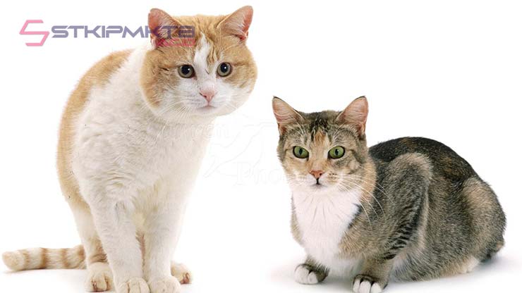 Perbedaan Kucing Jantan dan Betina