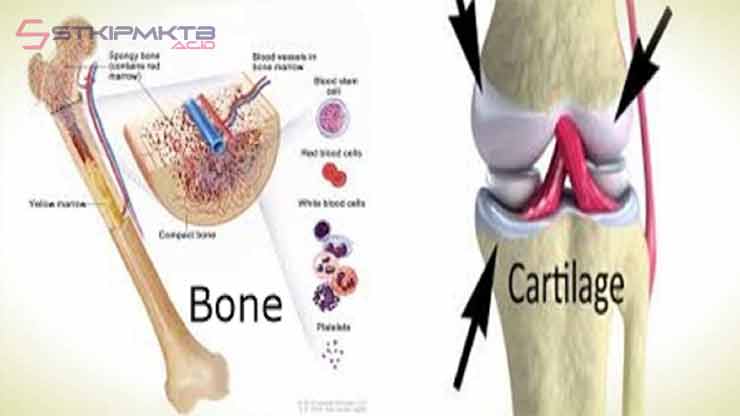 Perbedaan Tulang Rawan dan Tulang Keras